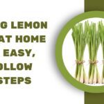 Growing lemon grass at home is very easy, just follow these steps